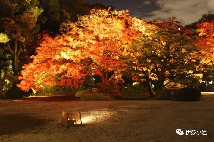 不看樱花能不能进武大,看樱花不一定要去日本的说说