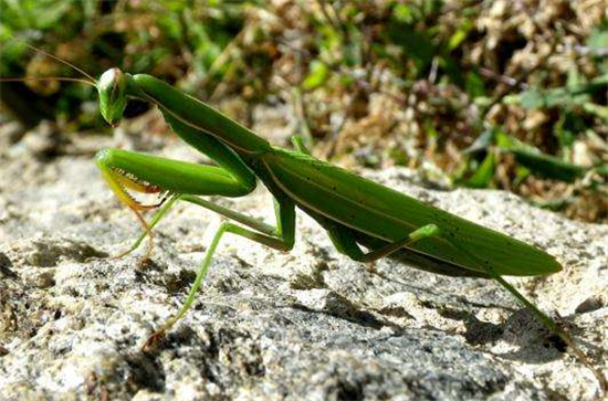 巨螳螂吃什么食物,螳螂吃什么蔬菜讲解