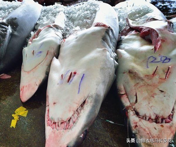 被割掉鱼翅的鲨鱼将会有什么下场,鲨鱼割完鱼翅放回海里还能活吗