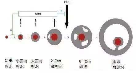 卵巢储备功能减退该怎么办？有什么办法调理吗？