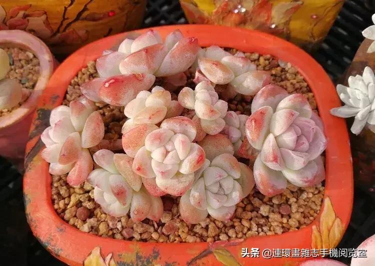 365种多肉图谱大全,365种鲜花图册大全