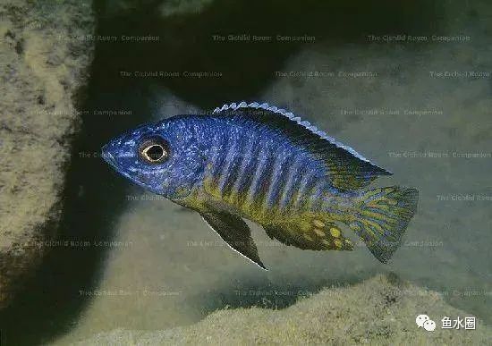 三湖慈鲷马鲷孔雀珍珠系能长多大,三湖慈鲷之孔雀