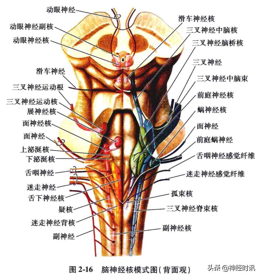 脑干解剖,脑干神经解剖