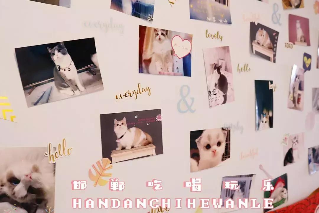 软萌暴击！邯郸这家高颜值猫咖上线，“吸猫”终于提上日程！