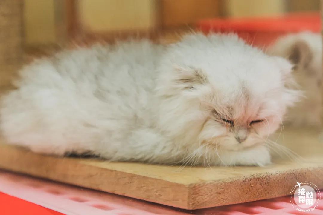 逛逛园博花鸟市场,园博花鸟市场攻略