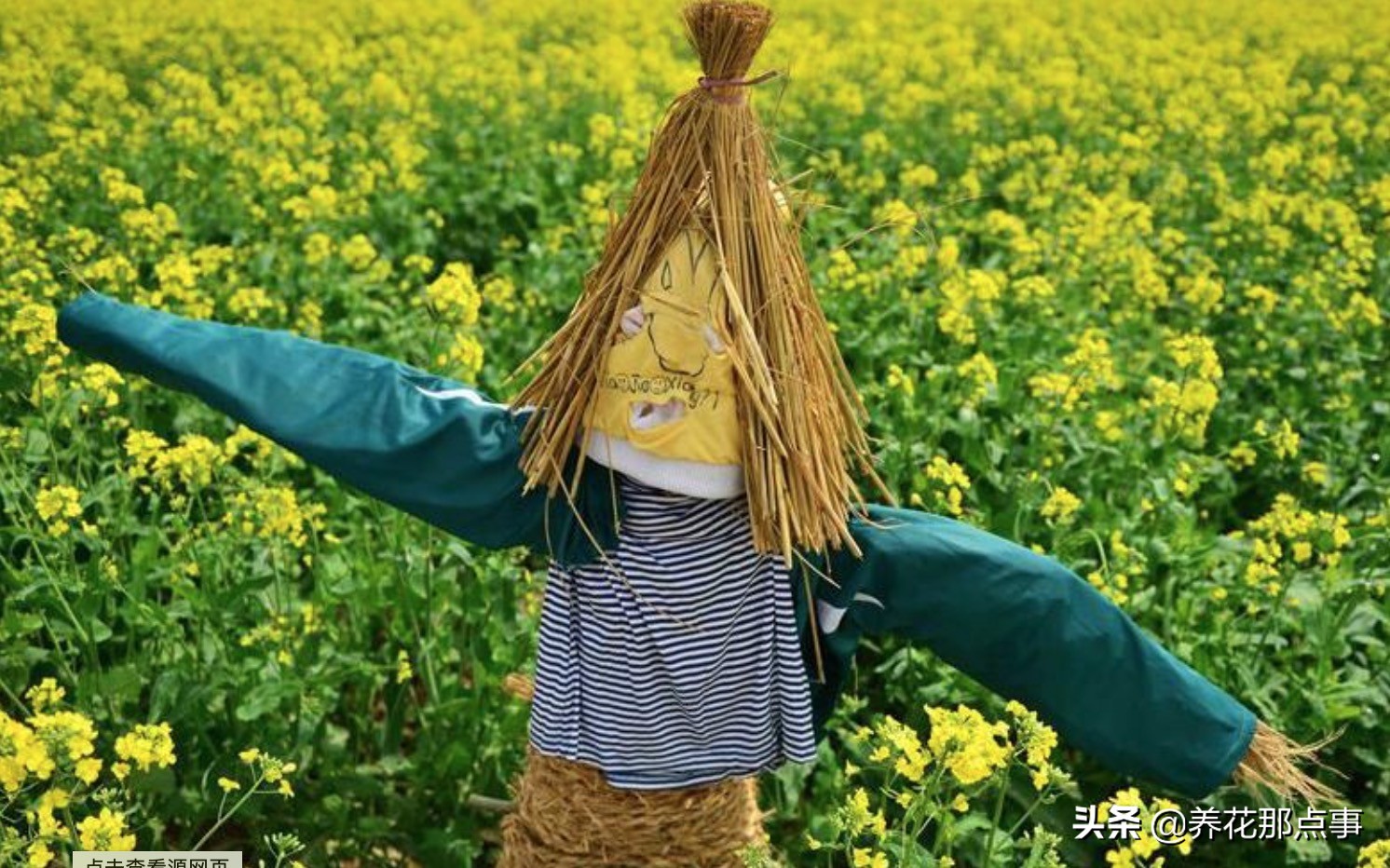 养多肉如何防鸟,多肉怎么防鸟最有效