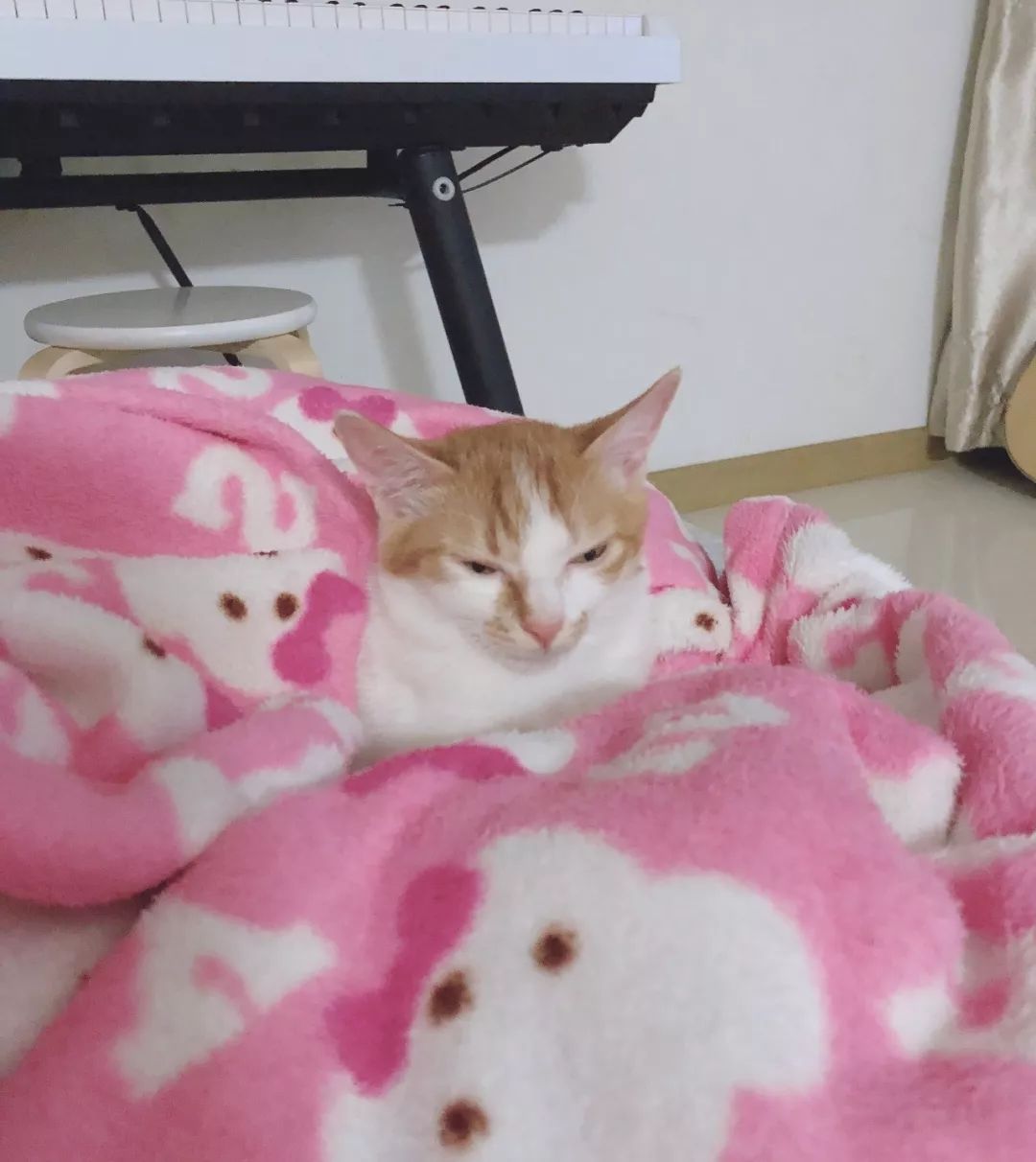 铲屎官旅游小猫咪开门,铲屎官出门猫咪躲床下