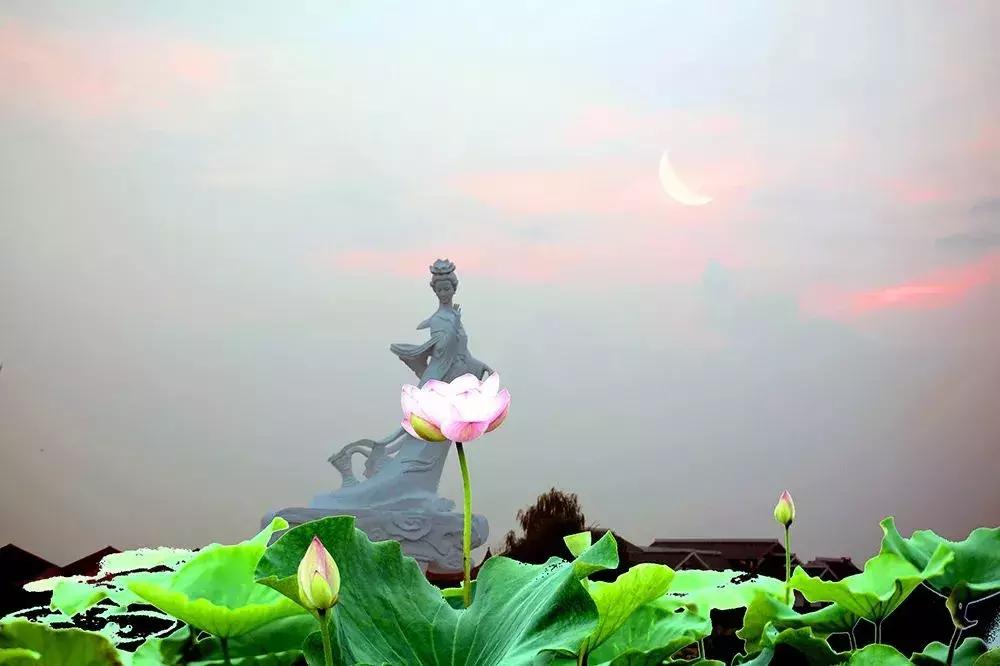 金湖荷花荡图片,金湖荷花荡介绍