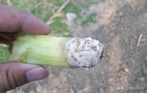 莴苣霜霉病灰霉病菌核病用什么药,灰霉病和疫病用什么药灌根