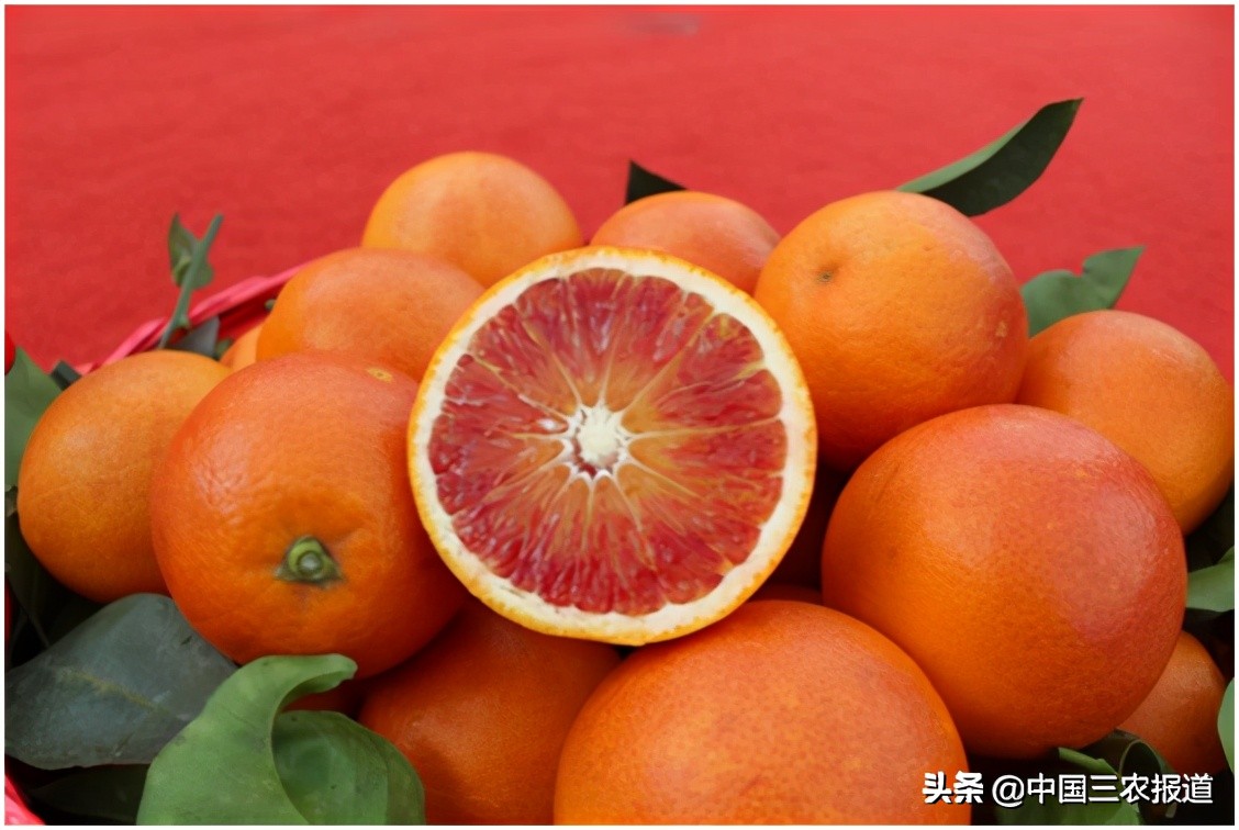 今日血橙行情 (2018年血橙价格行情)