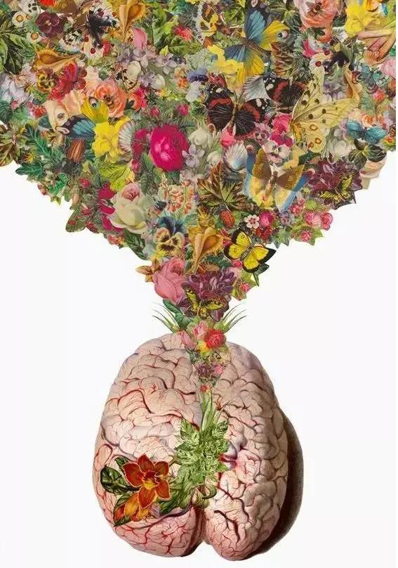 肠道菌群影响大脑,肠道菌群与大脑