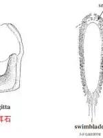 越南白花胶和本港白花胶,巴西白花胶是真的白花胶吗