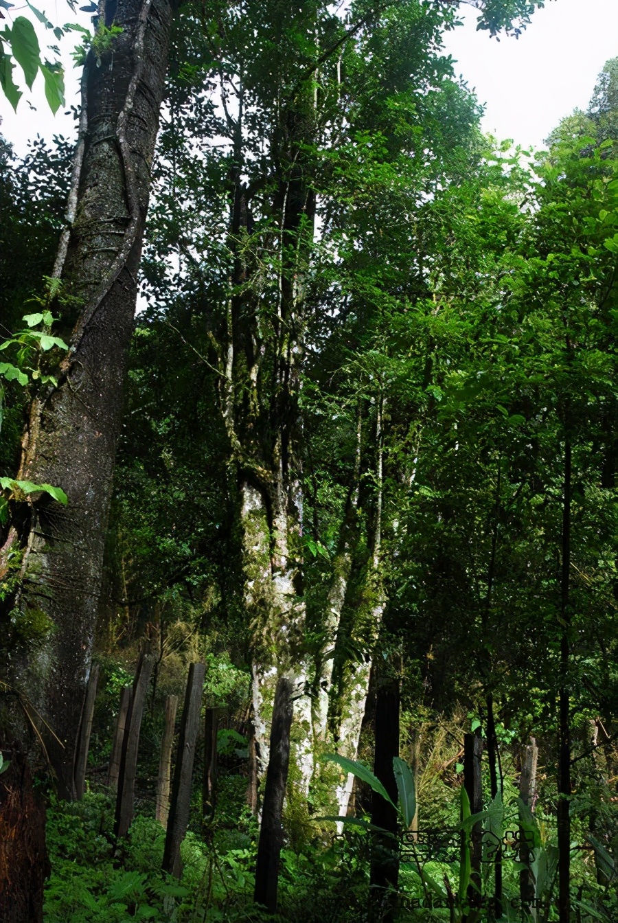 西双版纳产区普洱的特点,西双版纳八大茶山