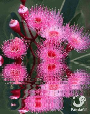 神秘的水中花,趣味神奇的水中花