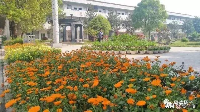 系列散文——李淑孟：我们的学校是花园（之二十）