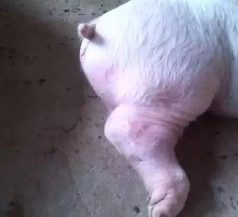 保育猪关节肿大的治疗方法,猪关节肿大怎么治疗最有效