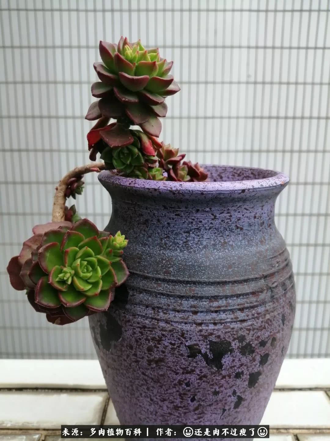 日照弘一法师,日照法师请师父