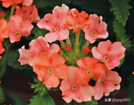 美女图片,美女小姐姐