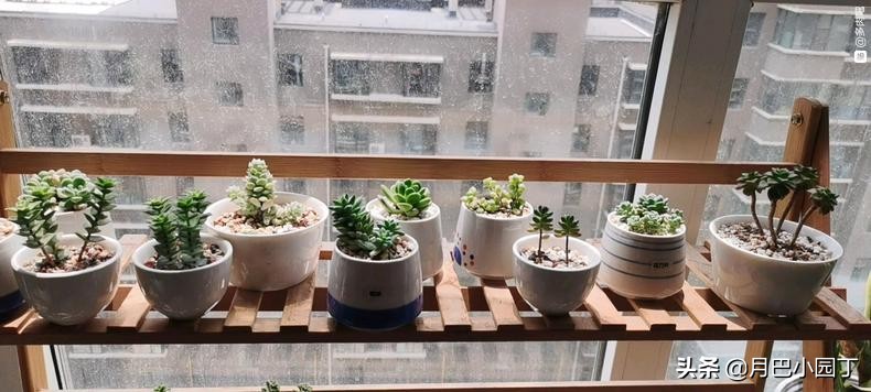 多肉怎么养不长高只长胖,多肉总是长不大爱蔫怎么办