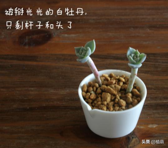 白牡丹叶插苗有多好养,白牡丹徒长修剪