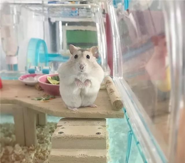 仓鼠为什么行为怪异而且想越狱,仓鼠越狱一个月偷猫粮