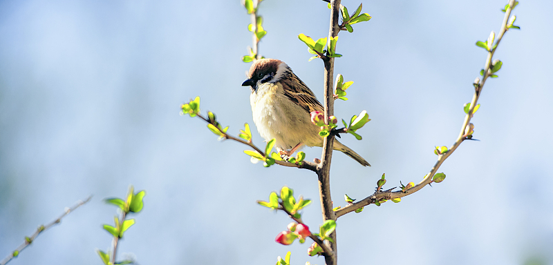 小麻雀脾气大,小麻雀脾气