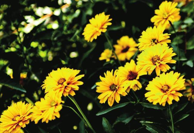 光圈景深物距景深,摄影中决定景深大小