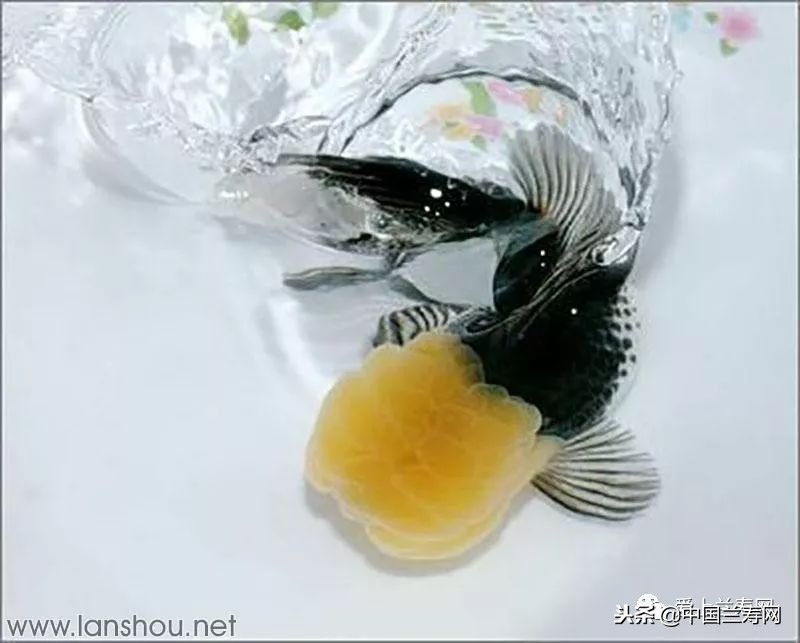 十大最稀有的金鱼品种,比较大的金鱼品种有哪些
