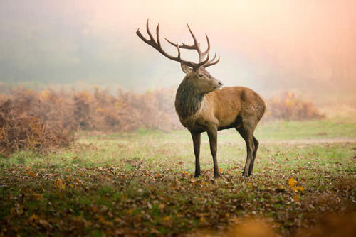 头像马和羊,头像马非马一样的动物
