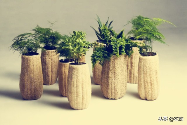 丝瓜养花,老丝瓜籽千万别扔11种用途