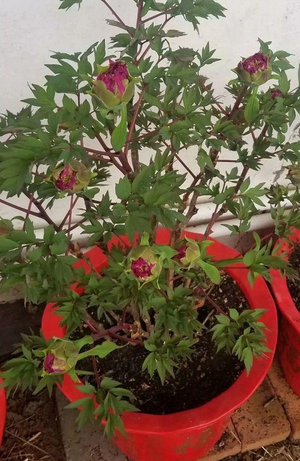 牡丹花怎么栽培开花快,牡丹花怎么栽种才开花