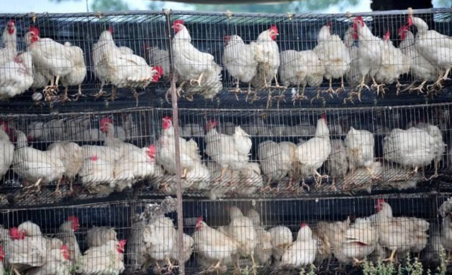 蛋鸡拉白稀粪是什么原因,蛋鸡喂消炎药为什么粪稀