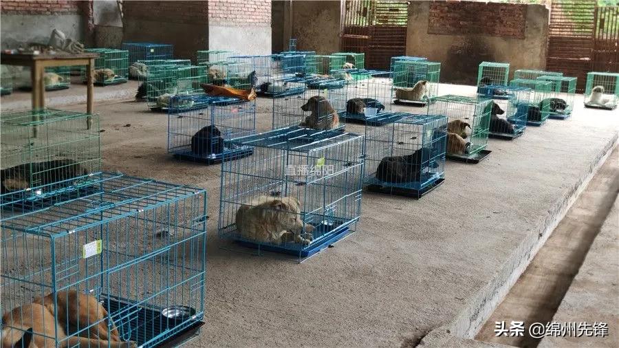被救下的111条狗狗,一只金毛流浪狗被解救过程