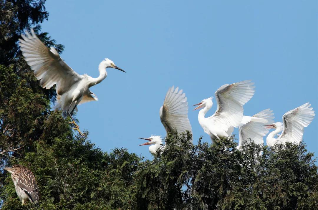 郫都区最好前三个镇排名榜,郫都区排行榜前十名