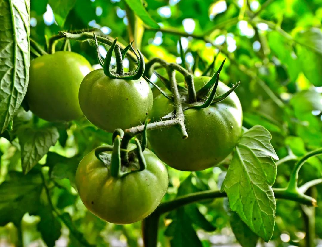 本溪农产品种植方法,本溪市明山区2024年赚钱项目