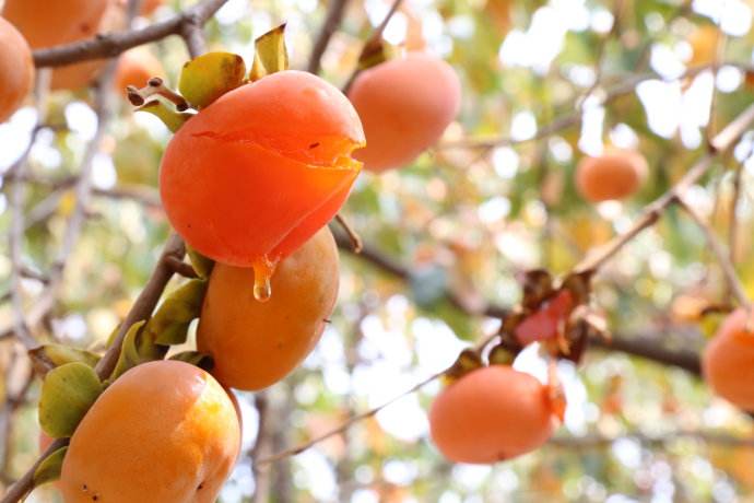 吃了发芽的马铃薯会中毒么,吃发芽的马铃薯会中毒吗