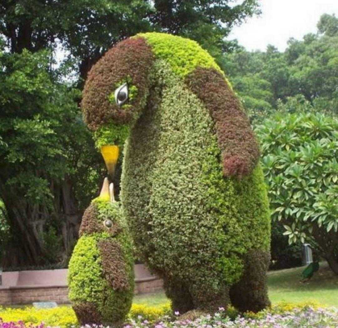 植物百科及寓意,植物百科知识大全