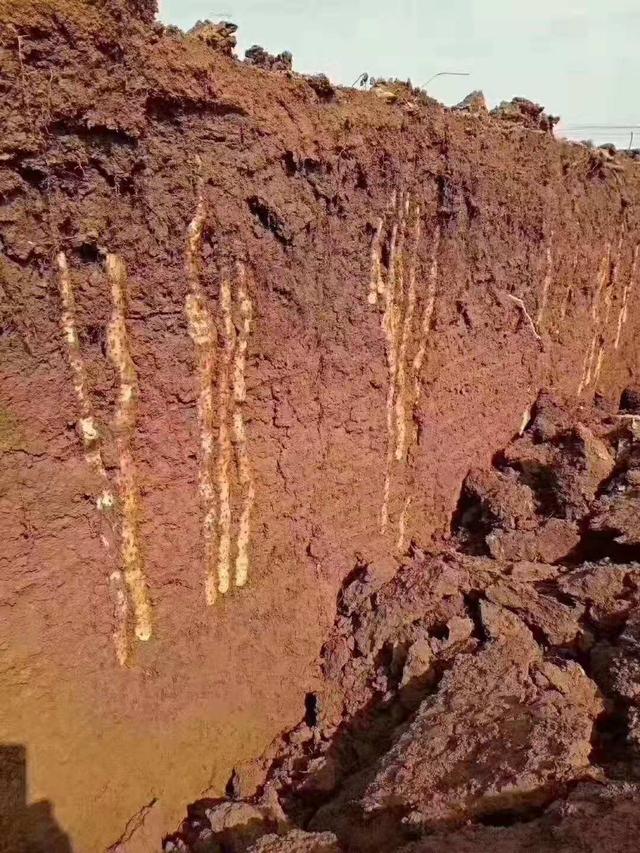 铁棒跟铁棍山药的区别,铁棍山药真的假的