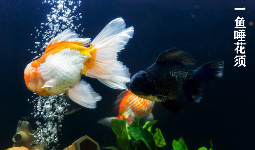 金鱼如何让水变清澈,金鱼延长寿命