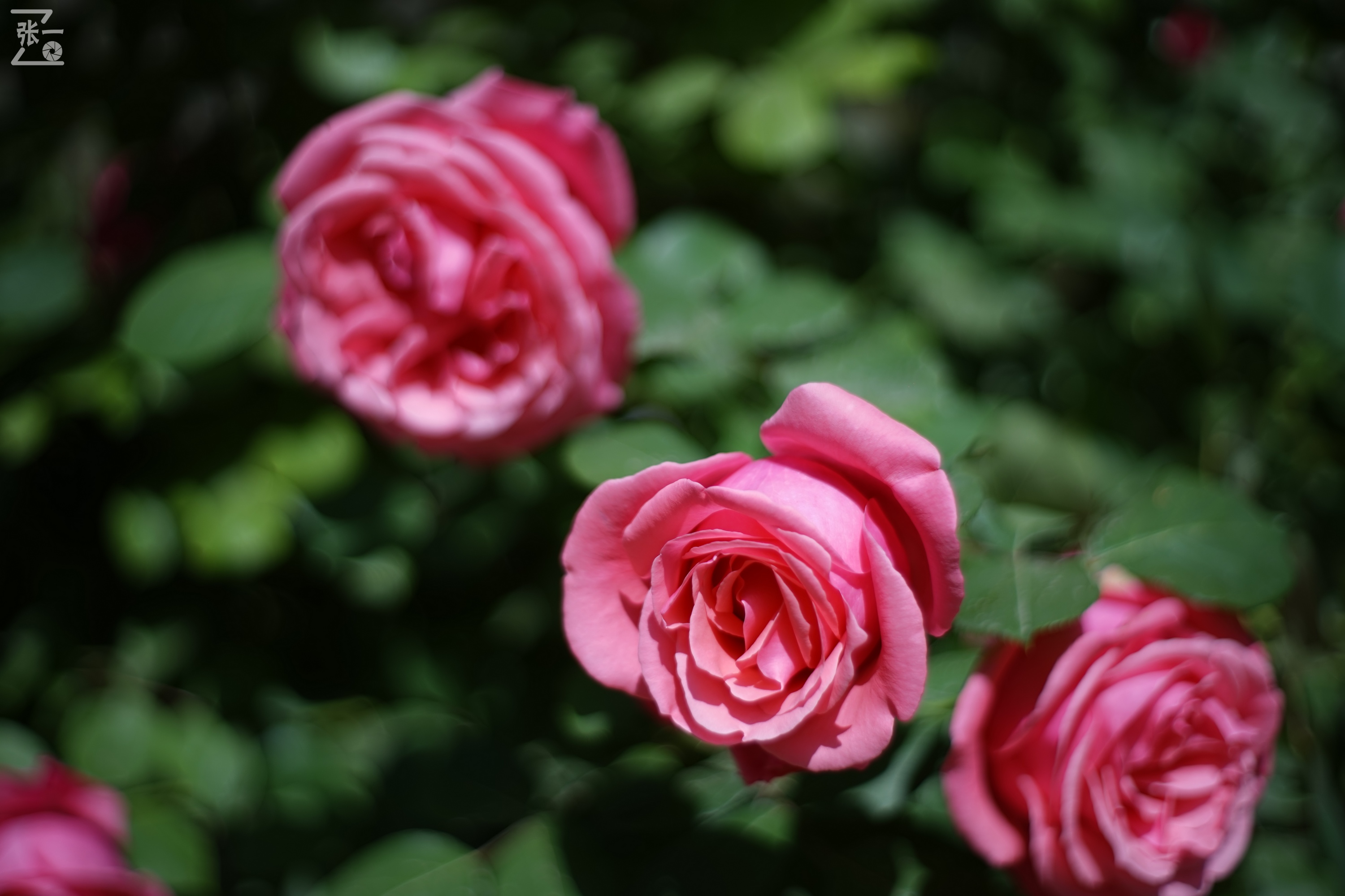 凤凰国产50mm镜头,凤凰索尼e口镜头