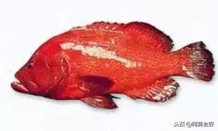 便宜常见海鲜鱼有哪些,各种名贵鱼的种类