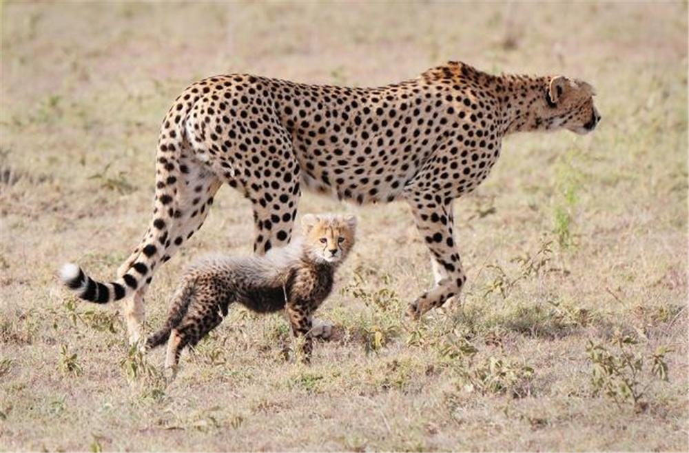 草原上跑的动物,草原上跑得快的动物有哪些