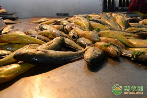 养殖黄花鱼的价格多少钱一斤啊,养殖黄花鱼与天然黄花鱼的鉴别