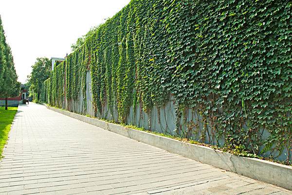 最重要的绿化植物之一，爬山虎的优点到底有哪些？