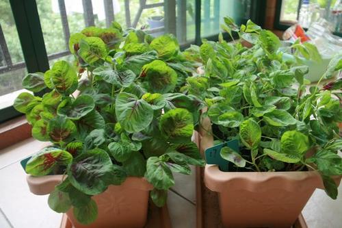 大塑料桶变废为宝种菜,阳台种菜塑料瓶变废为宝