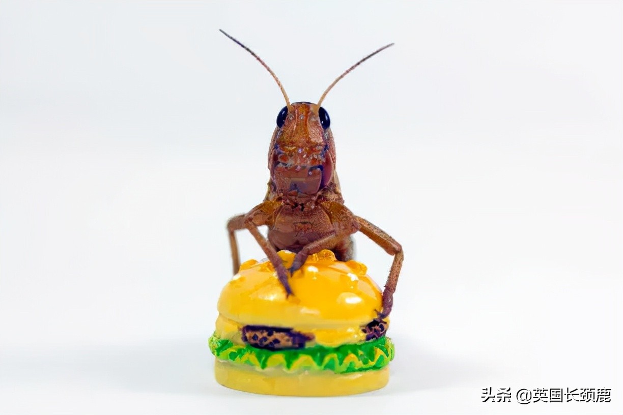 羊驼治愈案例,动物治愈焦虑