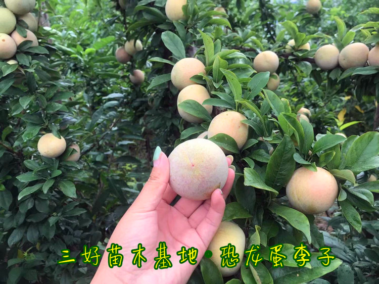 重庆恐龙蛋李子苗培育方法,恐龙蛋李子苗种植后结果表现分享