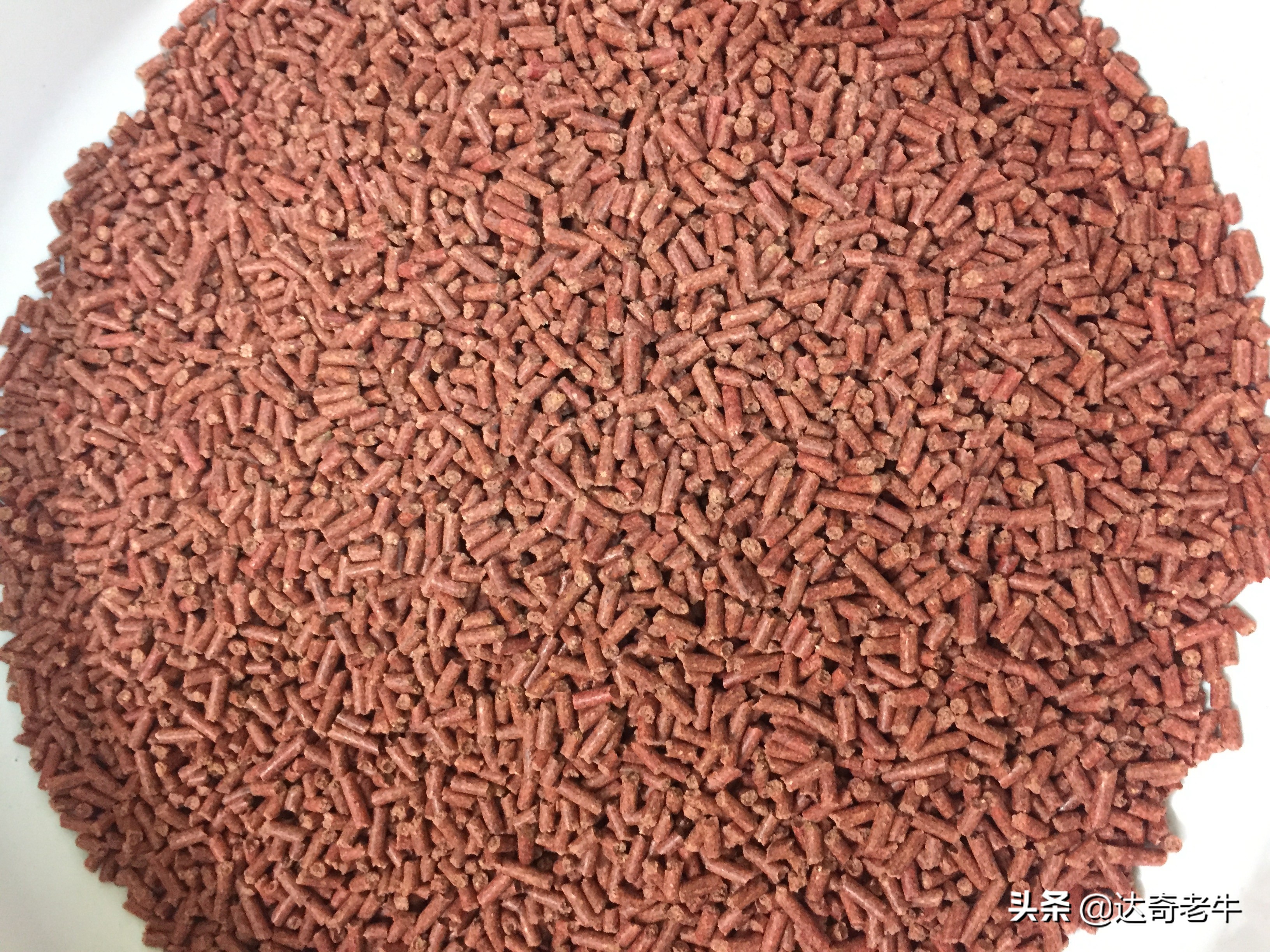 养殖颗粒钓鱼,养殖鱼用什么颗粒钓