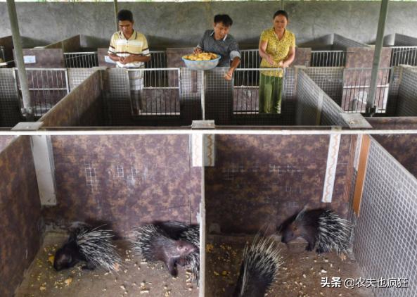 养殖成本一般多少钱,养殖成本50元一只