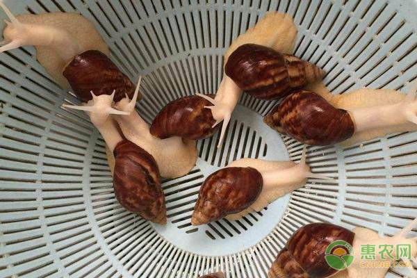 创业养殖白玉蜗牛,养殖白玉蜗牛一年能挣多少钱